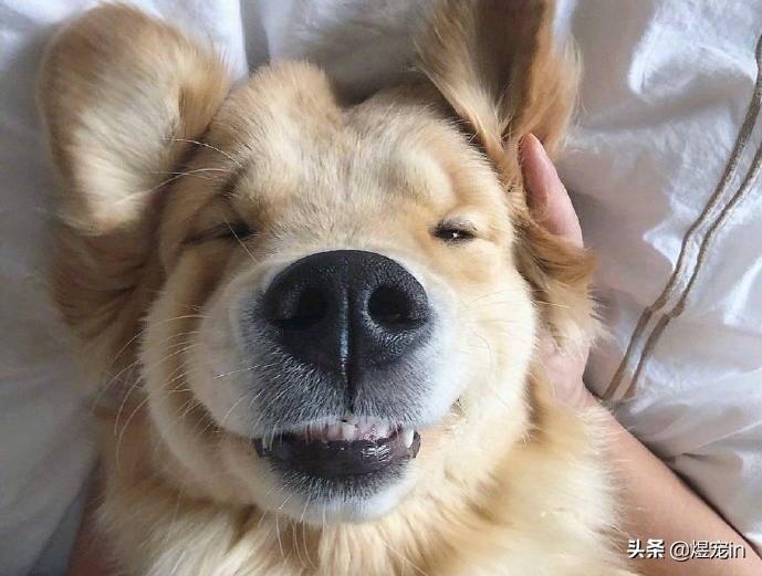 被金毛吓晕了,看到狗狗被虐待内心很痛苦