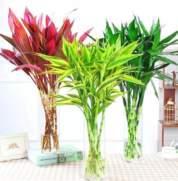 秋天怎么水培养万年红,秋季如何水培月季