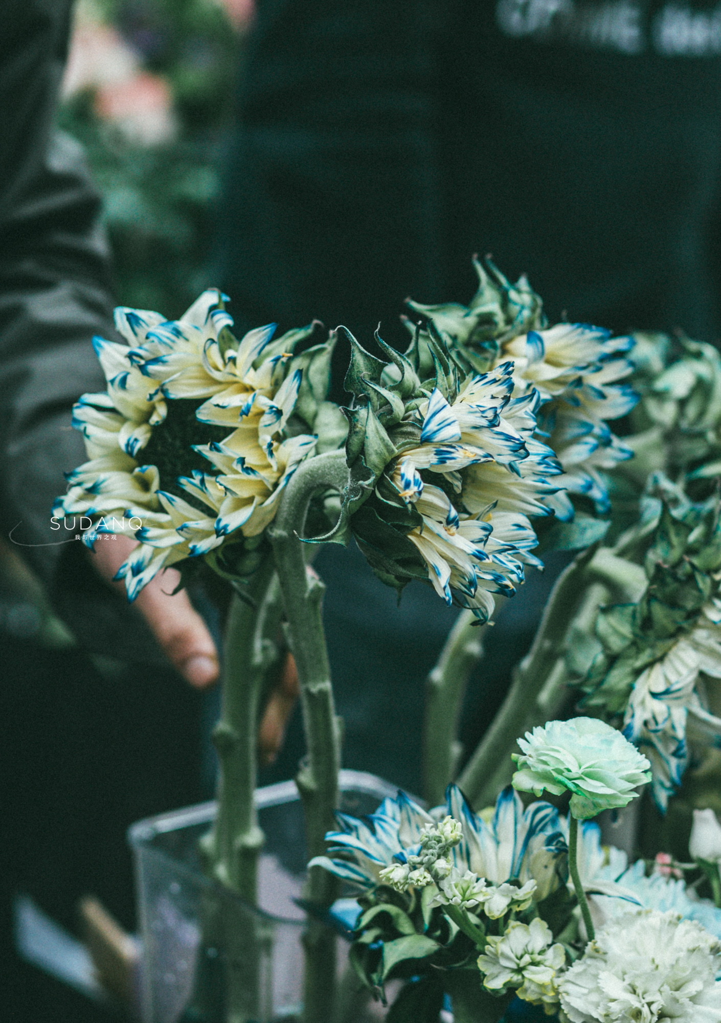 武汉铁机路花市,武汉解放公园花市