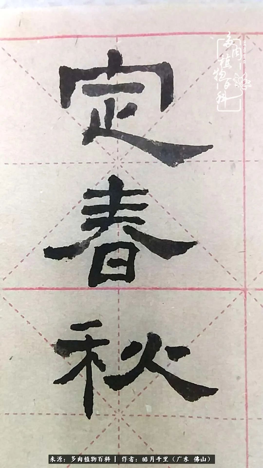 多肉娇气养不活多肉的10个秘密,养多肉是件很治愈的事情