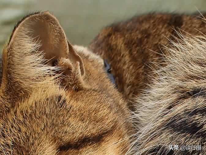 转角遇到猫探店,转角遇到猫打卡