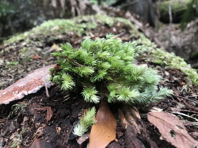 去墨尔本演出,马云到墨尔本见老友