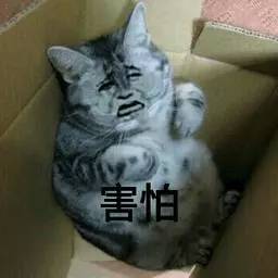 养猫常备药物推荐,铲屎官必备驱虫药