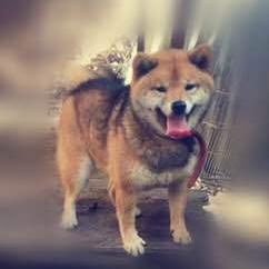 怎么辨别柴犬的黑毛能不能褪,我家柴犬尾巴有点黑