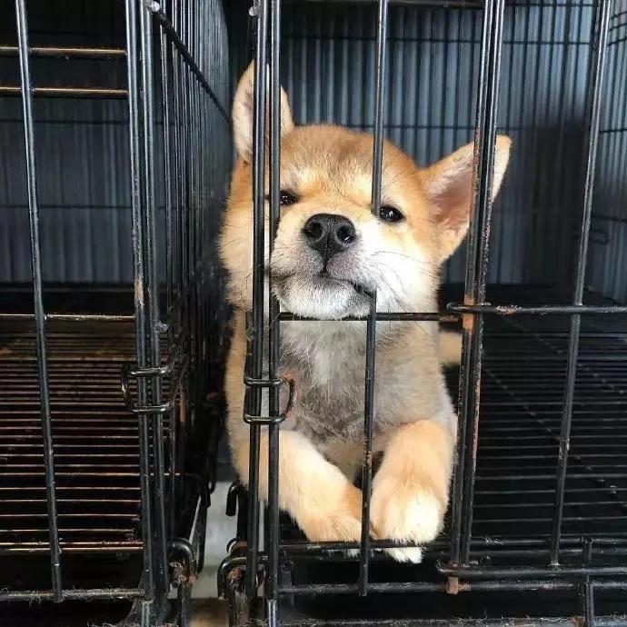 养狗值得吗知乎,新手养狗不建议养吗知乎