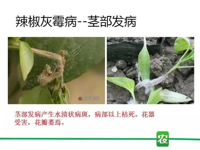 灰霉病视频图片,葡萄灰霉病和草莓灰霉病