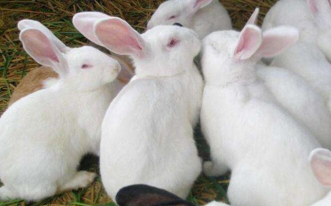 2019年养殖兔子赚钱吗,今年养兔赚钱吗