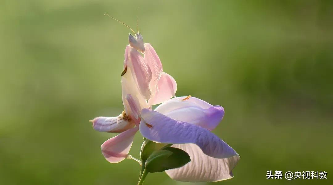 背着猎物尸体行走江湖，它这是“吃饱撑的”？