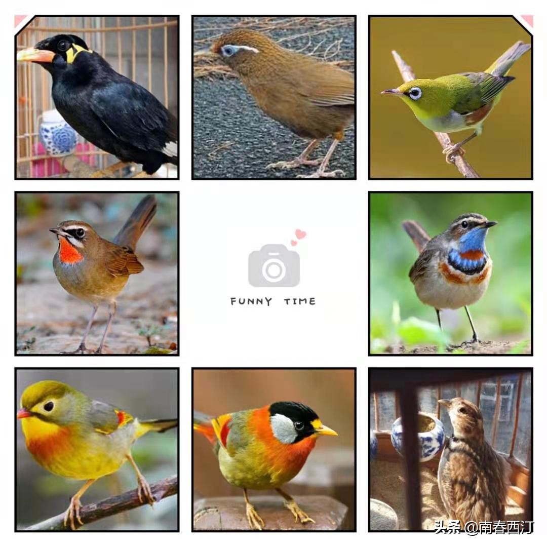 画眉鸟和鹦鹉可不可以一起饲养,画眉鸟好养一些还是鹦鹉好养