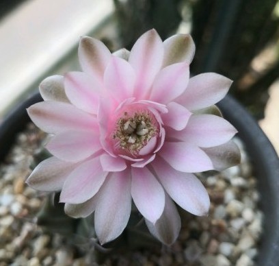 101仙人球,101个仙人球品种