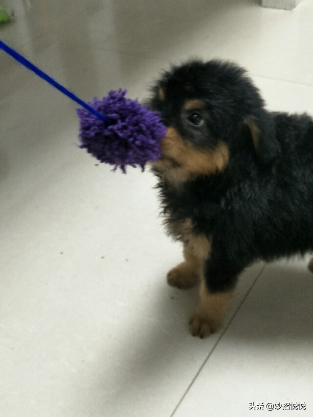 能让狗狗一直运动的玩具,狗狗不用花钱的玩具