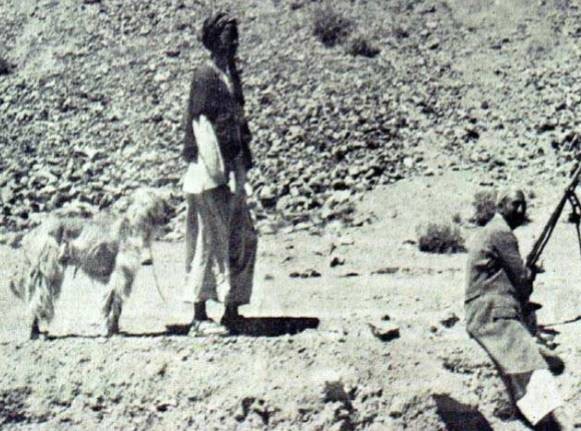 为什么中国禁养阿富汗犬,为什么禁养阿富汗犬呢