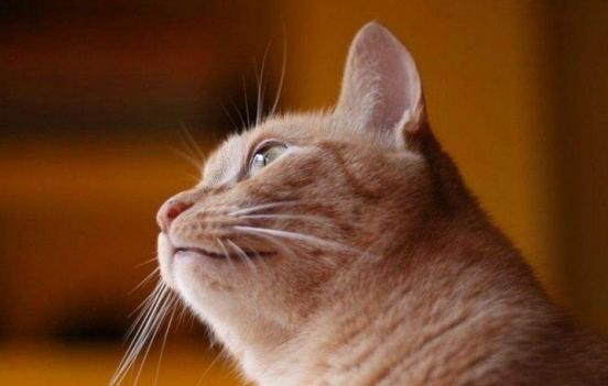 捡到小猫该如何喂养它,捡到小猫应该怎么照顾