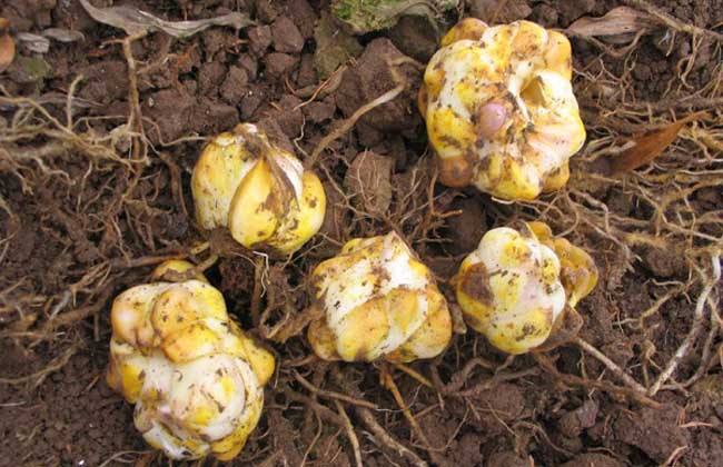 怎么选购百合种球？选购种球时，一定要选择个头大的强壮种球