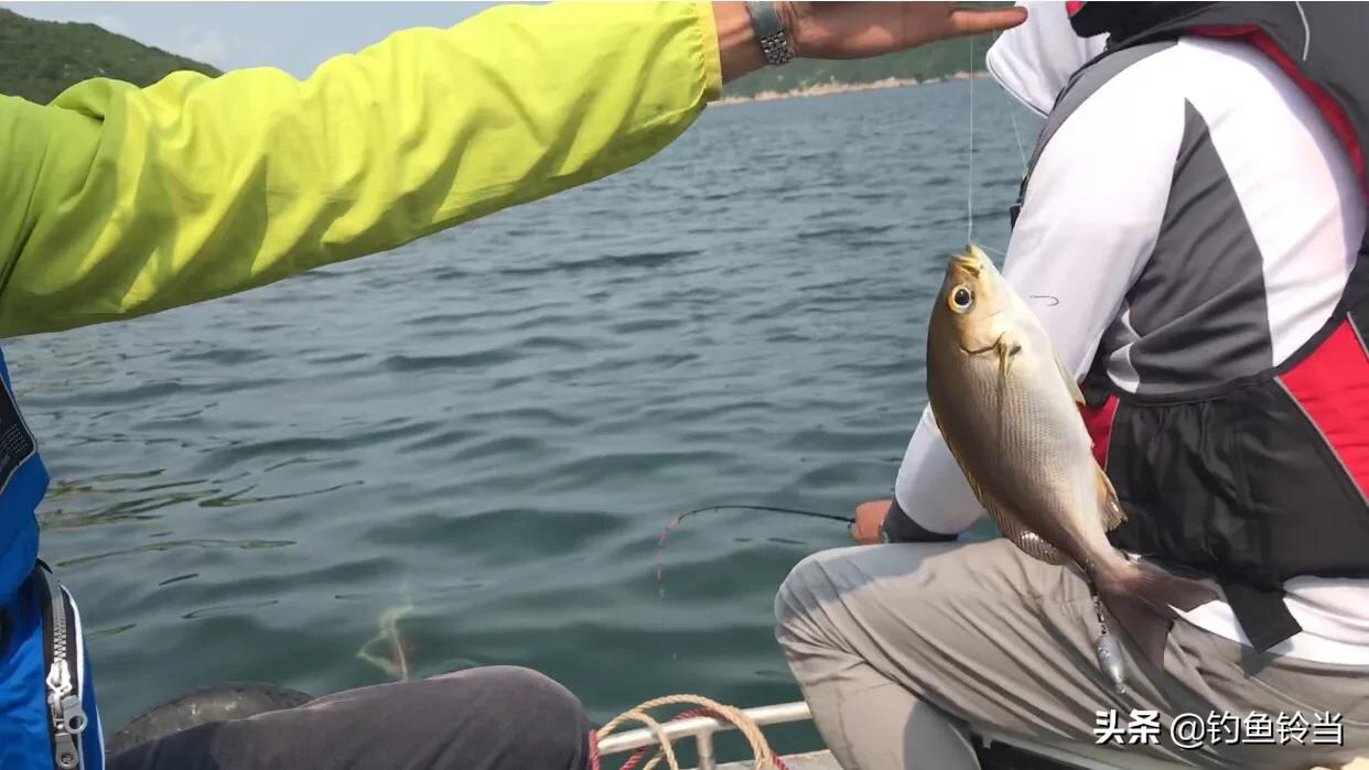 海钓黄鸡沉底钓鱼技巧,海钓黄鸡鱼用什么竿好