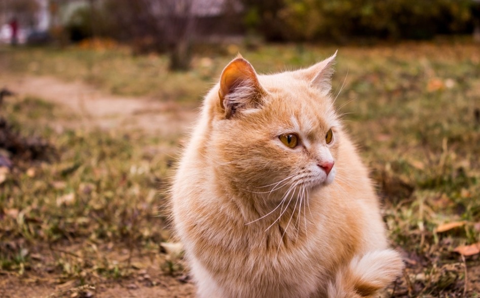 不要随意喂猫,不要随便投喂猫粮的温馨提示