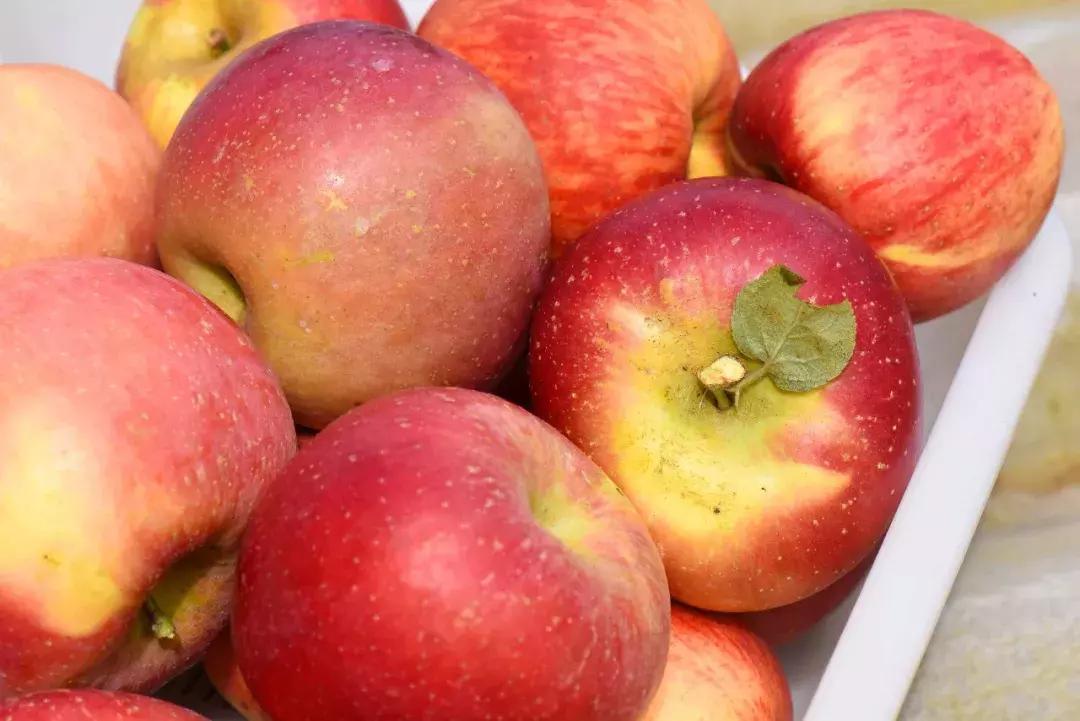 昆明采摘一日游,昆明采摘游