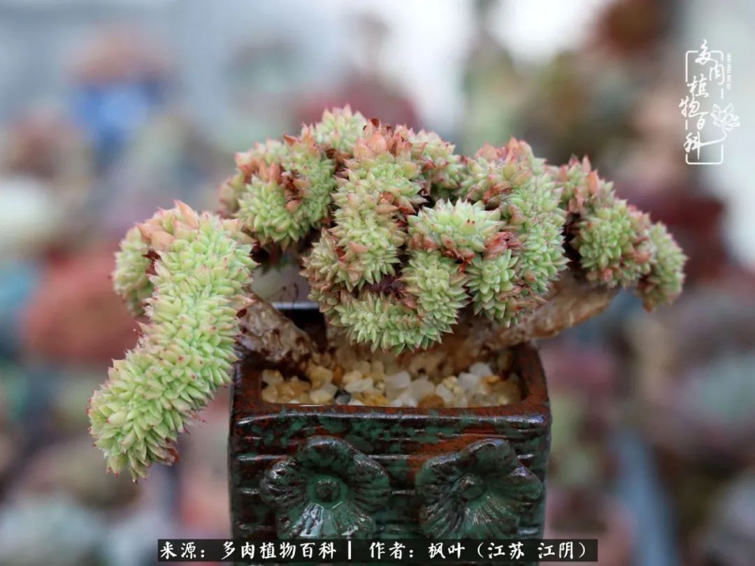 春有约，花不误，多肉与春天有个约会