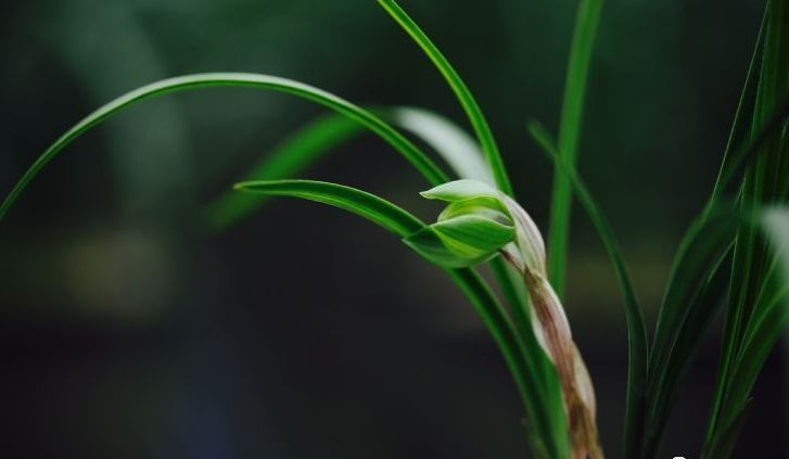 每日一品～中国兰花～春兰茗品～美芬荷