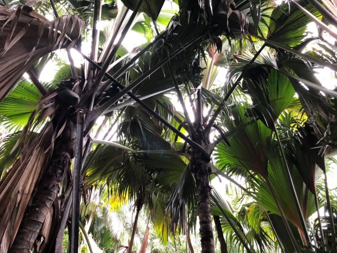 最大的种子图片,最大的海椰子