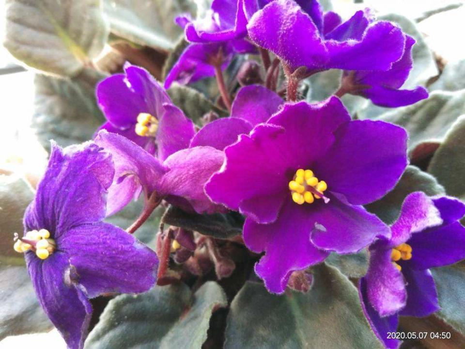 阳台如何养非洲堇,非洲堇怎么养开花多