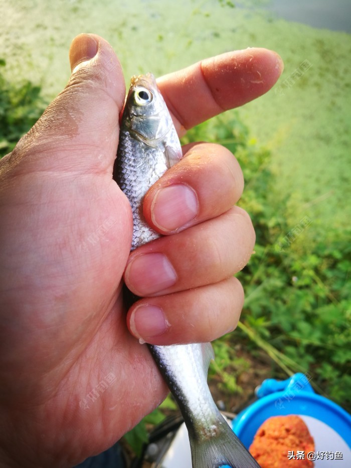 忙里偷闲的出来钓个鱼,忙里偷闲钓鱼