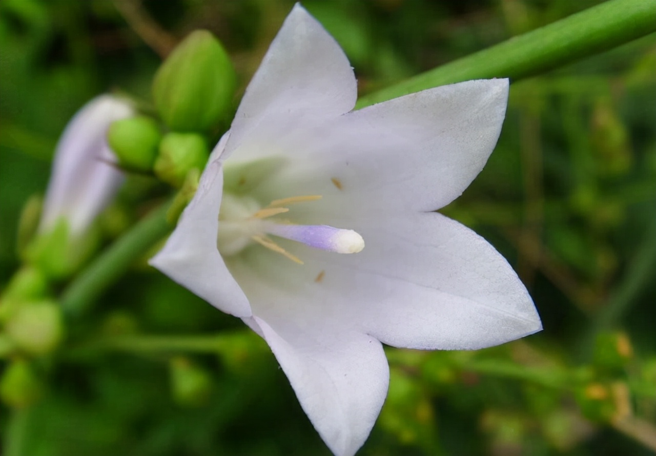 涓庢姊楄嵂鏁堢浉杩戠殑鑽潗,鏂伴矞妗旀鑽潗鍥剧墖鍏ㄥ浘