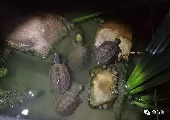 泥水养龟用什么泥好,泥水养龟生态池教程