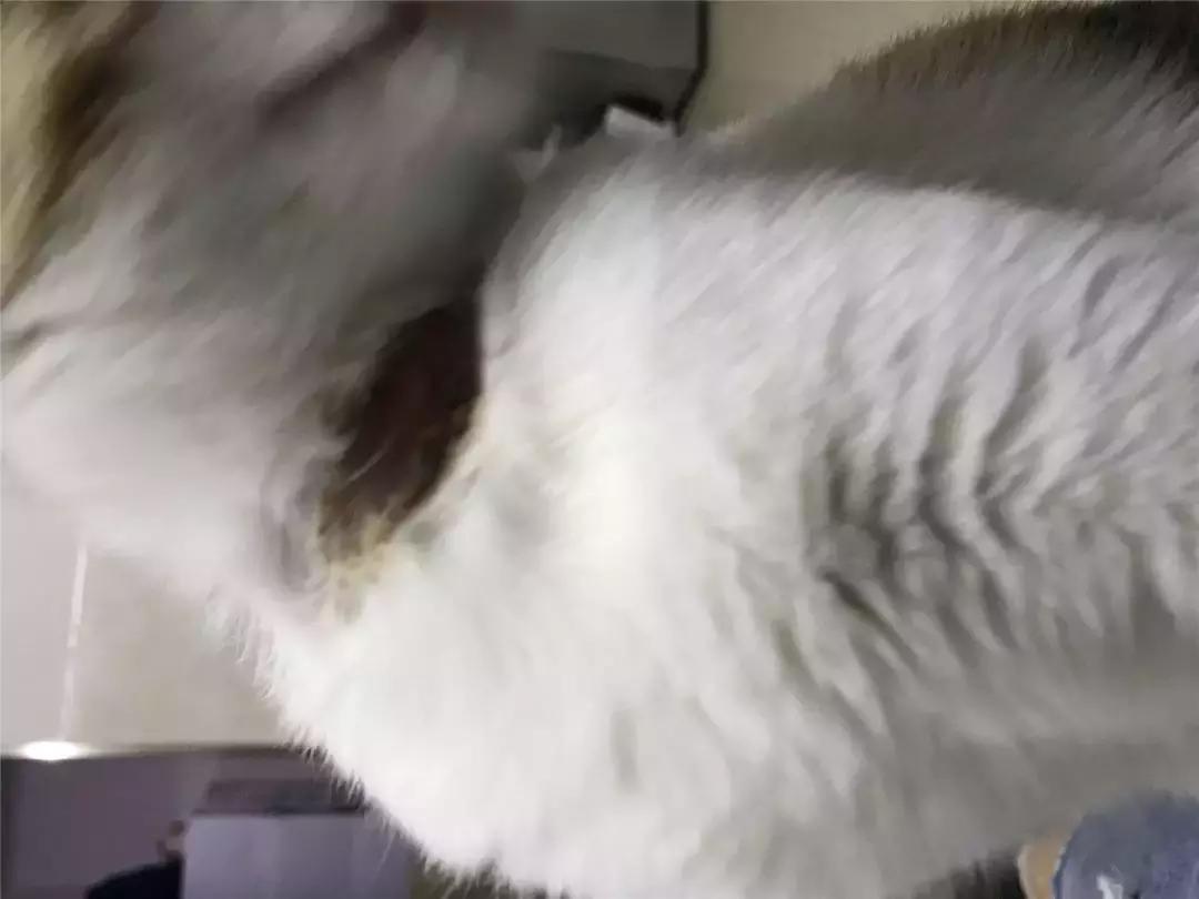 我亲手给猫戴的某款驱虫项圈，差点要了猫的命