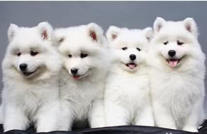 狗狗接回家需要笼养多久,接狗狗回来前需要准备什么