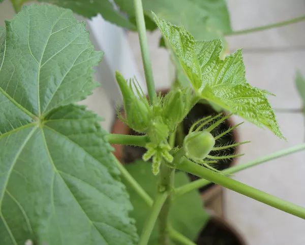 怎么在地里种秋葵,秋葵怎么种植在阳台上