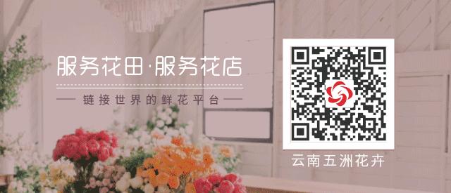 开花店需要购买什么花材,花店花材养护知识讲解稿