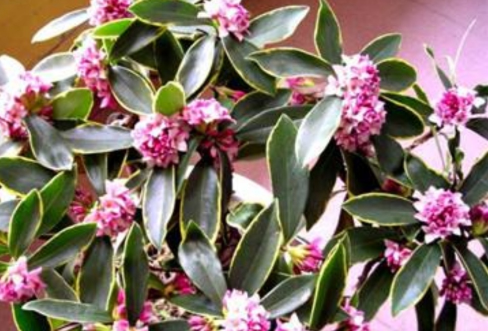 家里养盆“香味花”,春节期间开花,满屋花香扑鼻