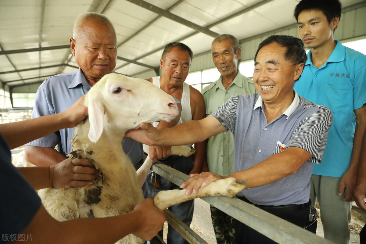 养羊常见的11种病怎么治,养羊的技术与管理方法