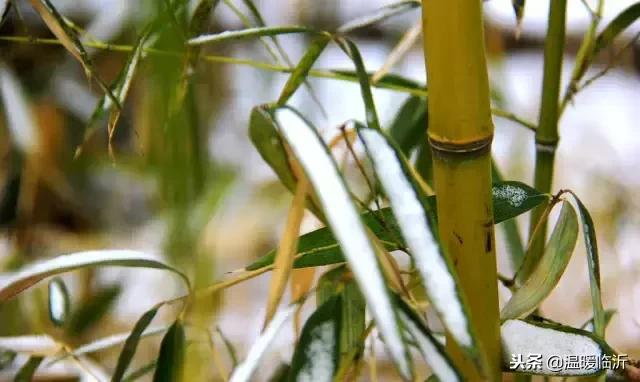 雪后的临沭小城，美得令人窒息