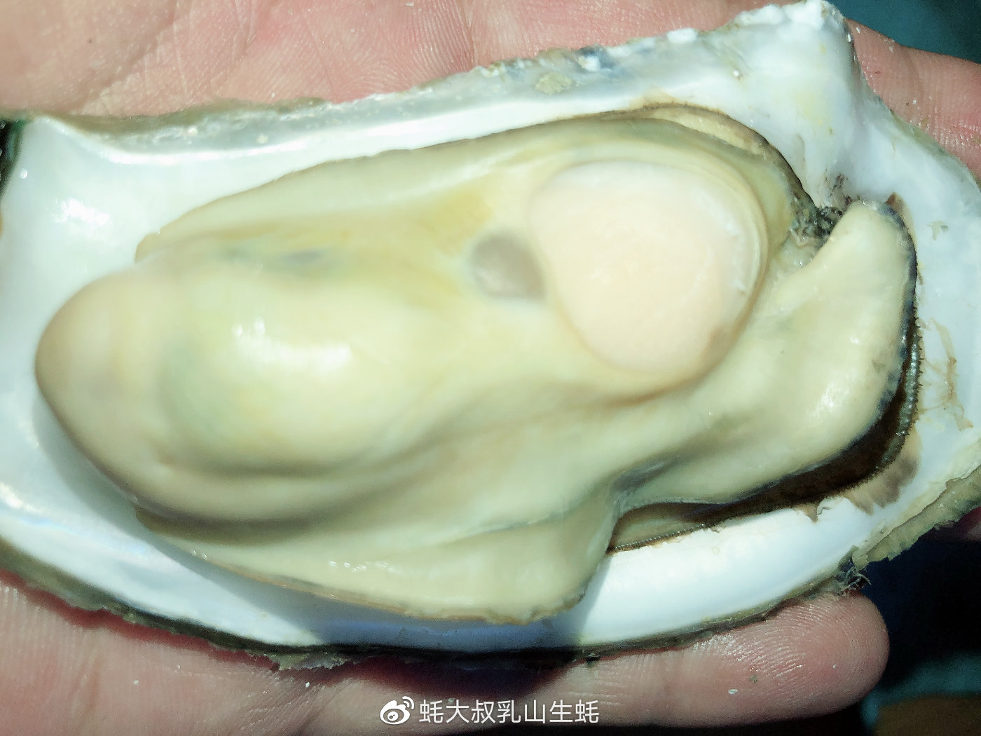 蚝先生乳山鲜蚝,蚝小二正宗乳山生蚝