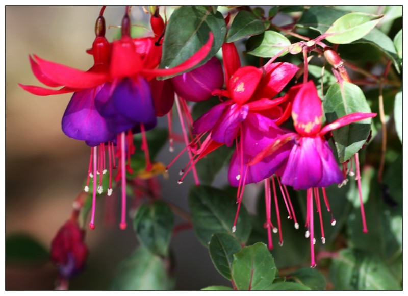 惊艳倒挂金钟,惊艳倒挂金钟图片