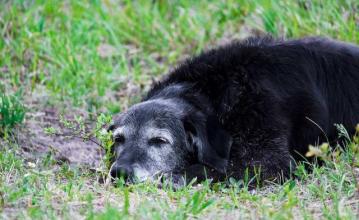 狗狗在临死之前会干什么事情,狗狗临死前为什么排尿和大便
