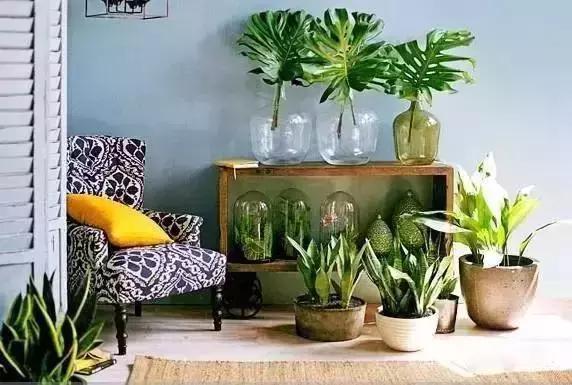 消除新房甲醛的是哪种盆景植物,吸附甲醛最好植物