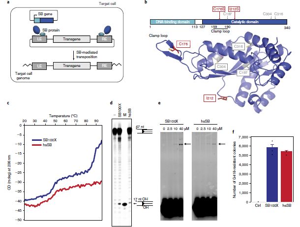 SB系统的开发,可直接穿透细胞,改善了对基因插入的控制