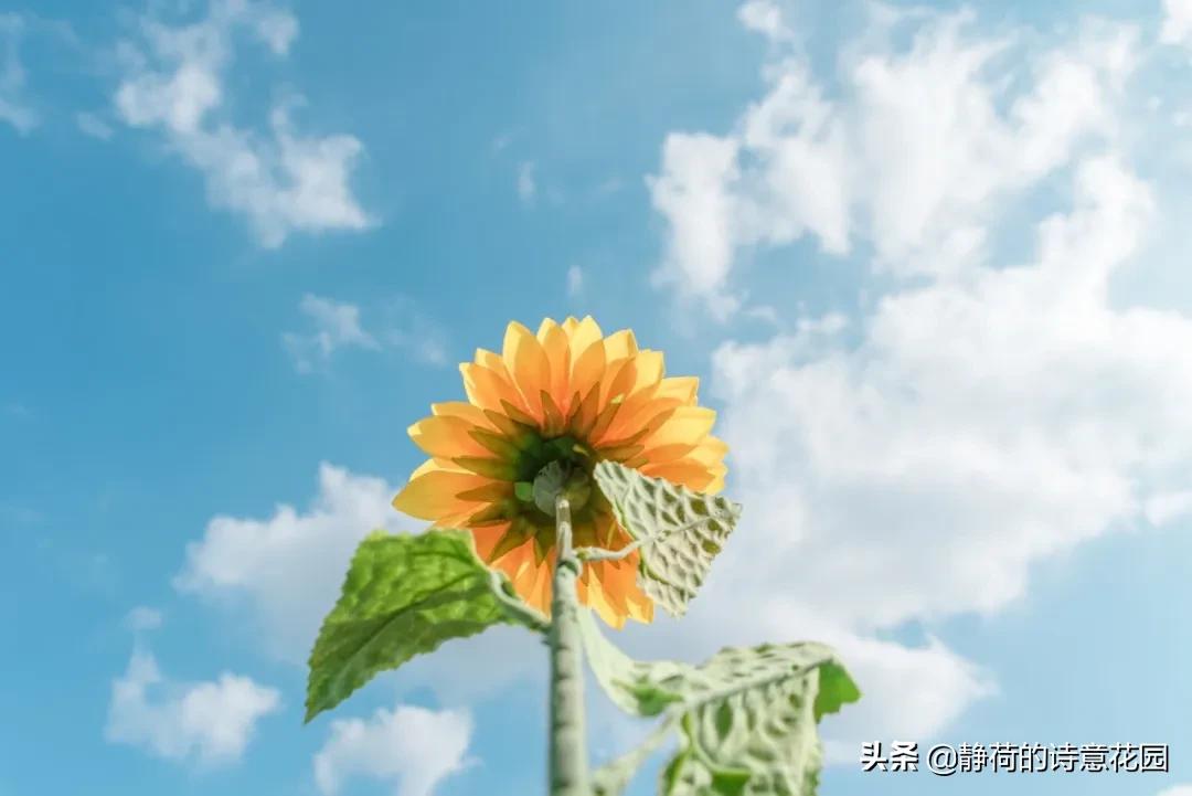 愿岁月静好度细水流年啥意思,最温柔古诗词