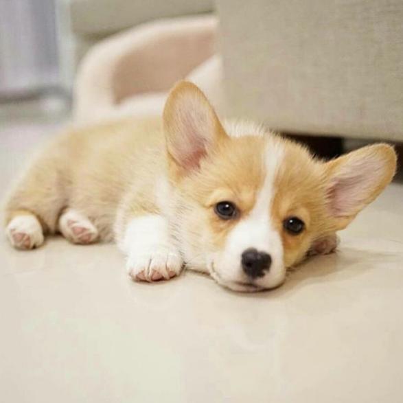 柯基拉稀怎么解决,柯基吃完就拉稀怎么办