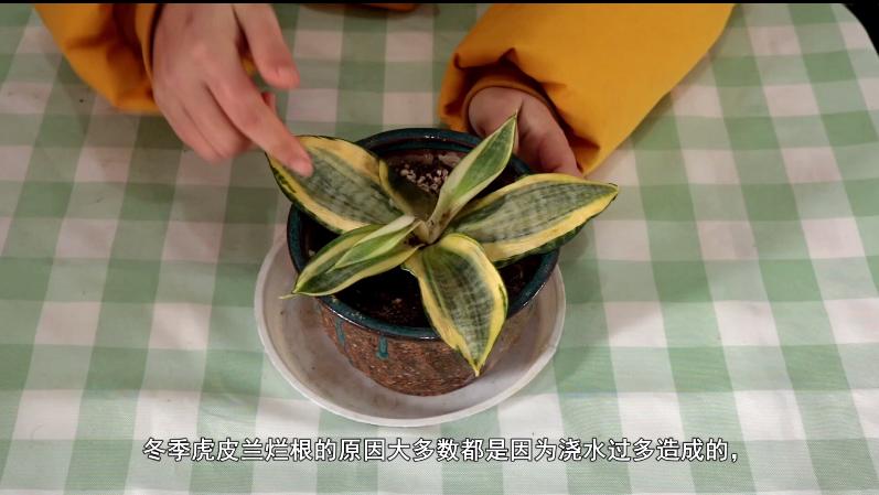 虎皮兰烂根用什么方法解决,虎皮兰烂根了用什么方法能好