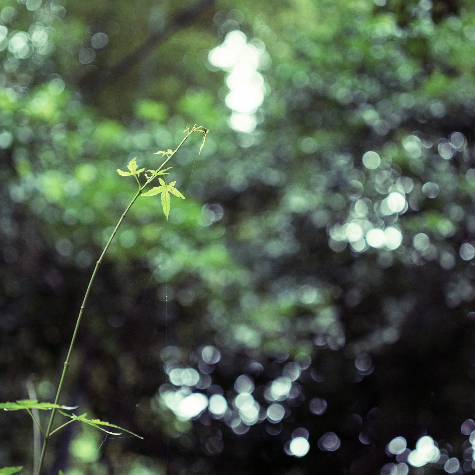 尼康2021年新相机,尼康2021年新相机及镜头展望