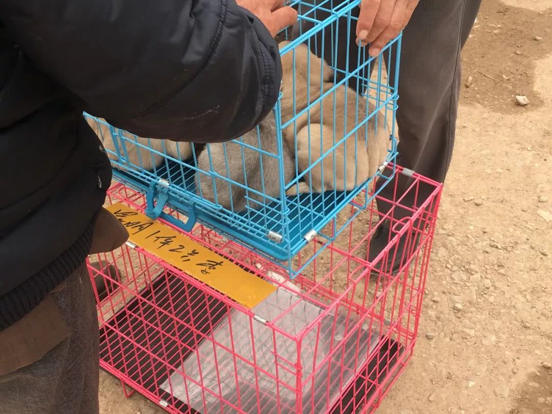 狗市幼犬售卖,狗贩子批发市场