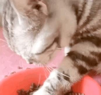 猫咪的胡须都有哪些功能,猫咪的胡须有什么有趣的地方