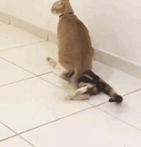 你根本不知道，养只猫有多幸福！