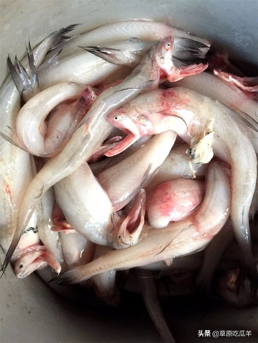 宁波地道的特色海鲜叫什么,宁波小海鲜都有哪些