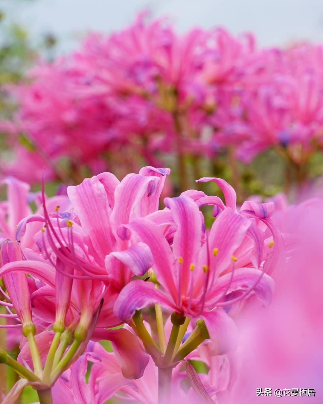 忘川的彼岸花，莲华经的接引之花“曼珠沙华”，原来是石蒜花呀