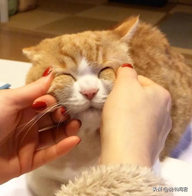 短腿猫是有多可爱,短腿猫有多可爱